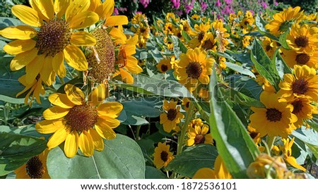 photo of yellow sunflowers.Beautiful photo of sunflowers. Natural background.Yellow flower.sunflower in the garden.greeting card illustration.