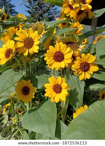 yellow flower.Beautiful photo of sunflowers. Natural background.photo of sunflowers in the garden.flower greeting card illustration.