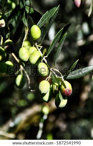green olives on tree, digital photo picture as a background