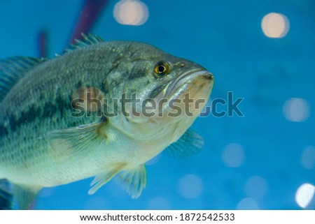 fish in aquarium, digital photo picture as a background