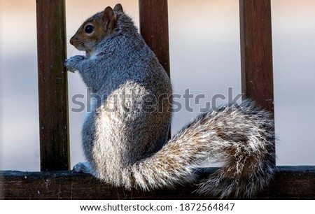 Squirrel sits up on the fence