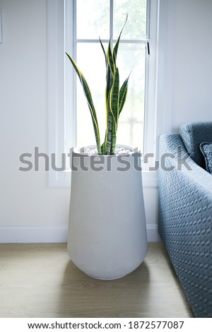 Picture of Snake Plant, a tree that adorns the house Can be planted inside dwellings With the feature of purifying the air Even at night Can be placed in the living room or bedroom