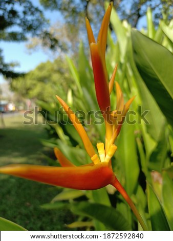 Golden orange flowers or Heliconia psittacorum or Heliconia .flower greeting card illustration..Golden Torch or Bird of Paradise Flower in the garden.background image green nature.