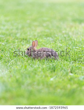 Close-Up of Backyard Bunny Rabbit