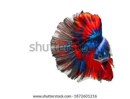 fighting fish,Multi color Siamese fighting fish(halfmoon),Betta splendens,on white background with clipping path
