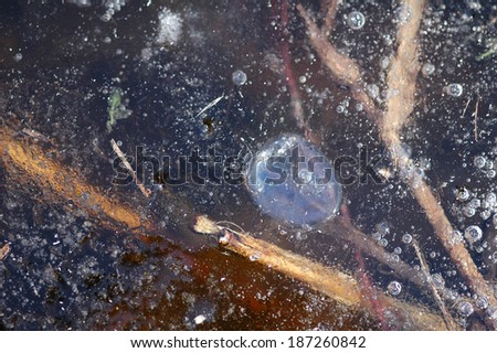 bubbles on pond closeup