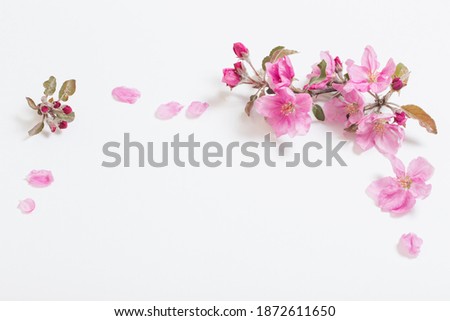 pink  apple flowers on white background