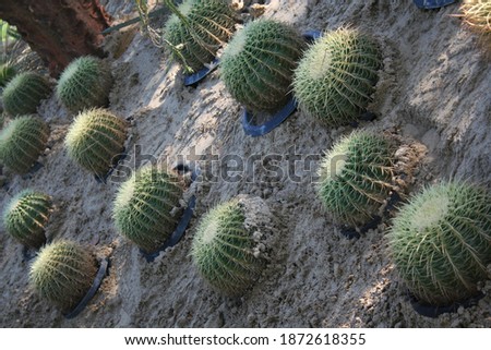 Cactus planted on sand dunes and stone, In the moody of a day with sunlight.