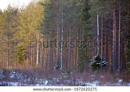 Pine trees covered with snow on frosty evening. Beautiful winter forest landscape.