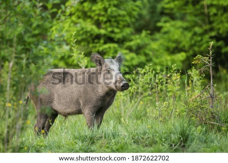 Wild boar (sus scrofa) with summer coat. Wild animal situated at High Tatras habitat.