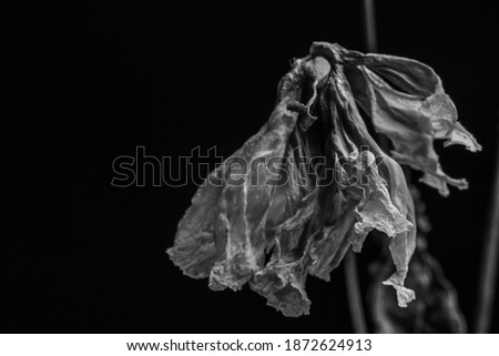 Photos of withered and dried flowers