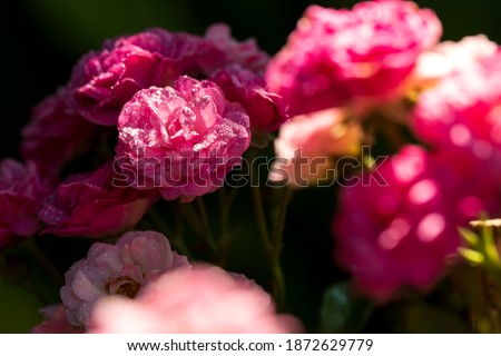 Close up of Pink rose flowers with water drops on blurred nature background. Beautiful pink rose blooms in the garden. The season of Flowering roses. Rose flower, All season, Natural concept
