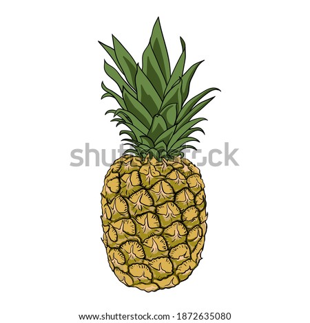Pineapple vector realistic isolated on white background. Vintage, retro