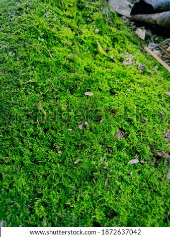 a moss in the middle of the forest that attracts attention because the tumbu is bright green, in addition to a red leaf on it and white flowers add to the appeal of this forest moss