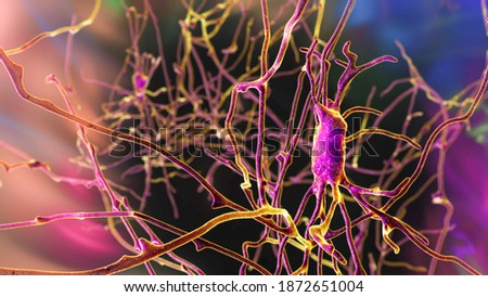 Neurons, brain cells, located in the pons Varolii of the human brain, 3D illustration