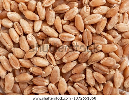 Organic hard red spring wheat kernels spread out, close up. Background texture. The whole wheat grain has a reddish husk and nutty flavor. Selective focus Royalty-Free Stock Photo #1872651868