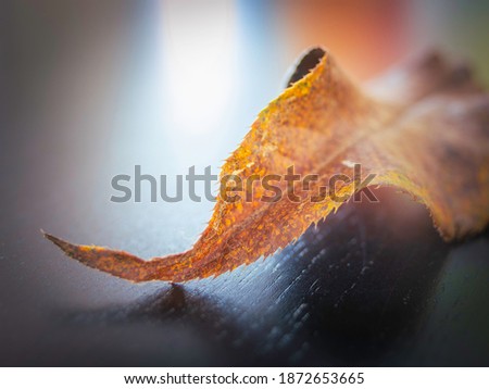 Abstract autumn foliage close-up for background image with blurred light in the back
