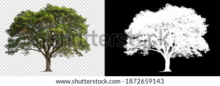 isolated single tree on transparent picture background 