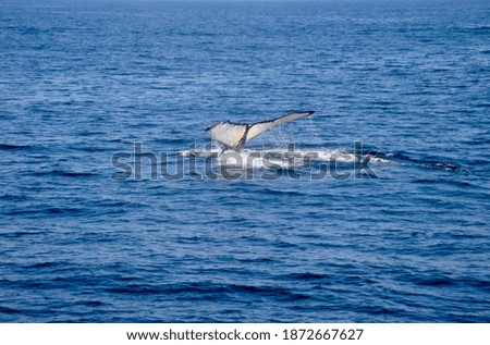 whale tail out of the sea                               