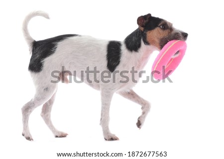 Parson russell terrier carrying a pink dog toy sideways on white isolated