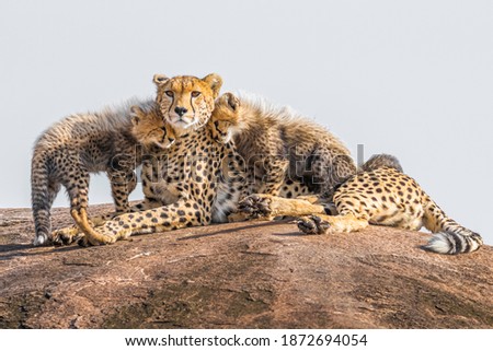 Cheetah cubs cuddling their mother. A perfect image for love and compassion. Shot in Maasai Mara, Kenya. Royalty-Free Stock Photo #1872694054