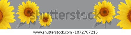 Panorama yellow sunflower flower full length on stem with leaves on grey background. Trendy color 2021. 