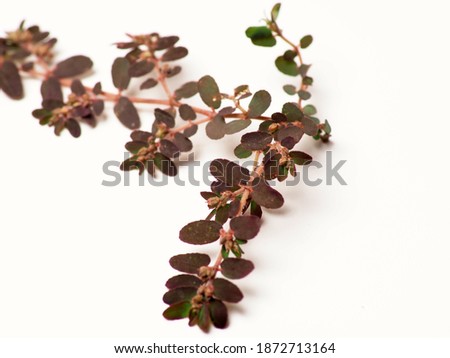 Close up shoot of spurge plants on a white isolated background Royalty-Free Stock Photo #1872713164