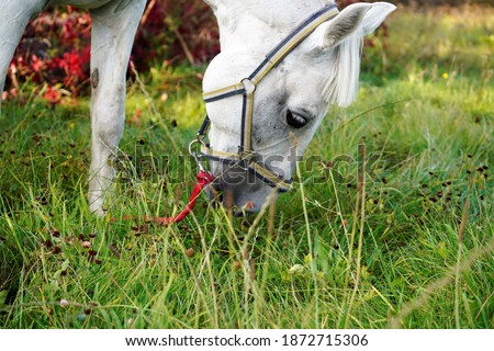 Close up portrait of white horse eating grass 