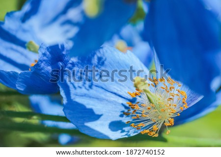 Blooming blue poppy Meconopsis Grandis on the green background 