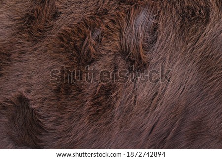 Animal Fur Texture Background Close-up Fluffy Cow Cattle Hair