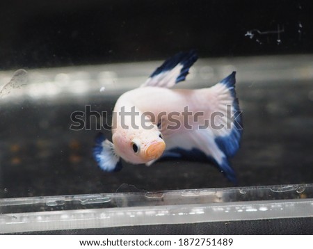 New variant of Ikan Cupang or Betta fish, a  Blue Rim type with blue color on its fin 