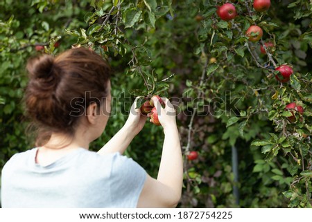 Young woman handpicking apples from tree, over the shoulder view