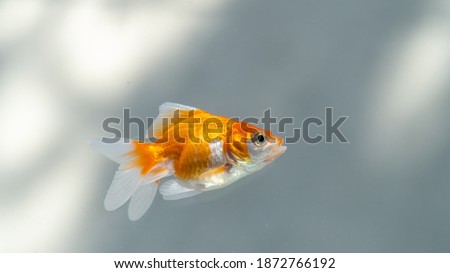 Goldfish Fish in tank from aquarium in white background
