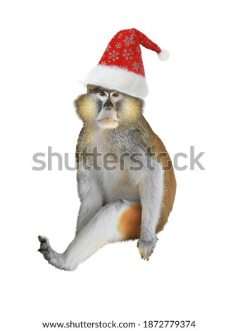 Monkey in santa claus hat isolated on white background