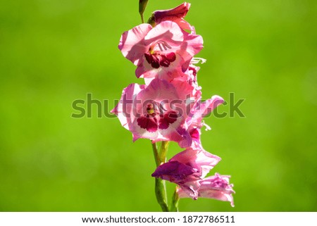 Close up of many delicate vivid pink Gladiolus flowers in full bloom in a garden in a sunny summer day
