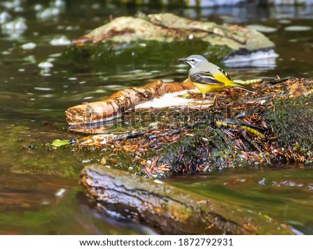 Western yellow wagtail hunting at the creek