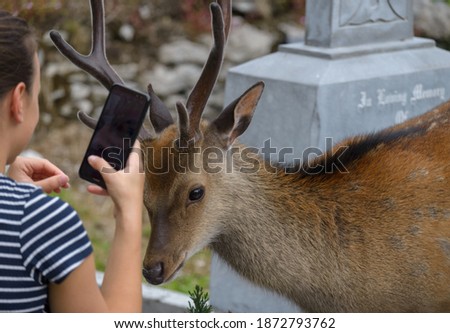 The girl taking picture of friendly deer on the Irish Graveyard of Muckross Abbey in Killarney National Park, near the town of Killarney, County Kerry, Ireland