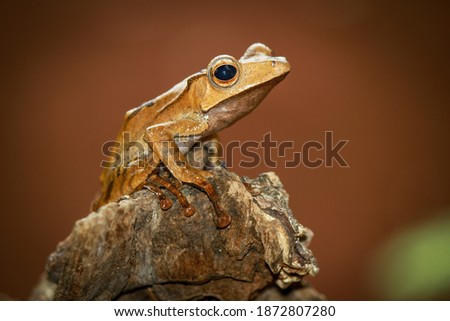 polypedates otylophus, eared tree frog on the branch