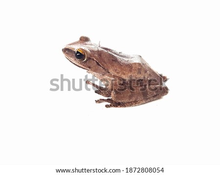 Polypedates , Common tree frog, on white background