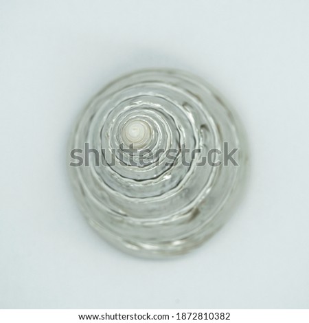 photograph of a polished shell on a white background, beautifully glitters