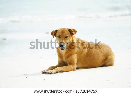 A stray dog â€‹â€‹with golden hair sleeps on the beach.A cute brown dog is on the sea beach and looking for someone to Dog playing sand on the beach.