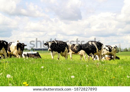 pictured cows happy grazing in a meadow