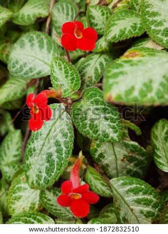 Beautiful flower surrounded with nice textured leaves