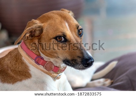 The portrait of the white and brown spotted female dog. Brown eyes and pink collar. Animal world. Pet lover. Animals defender. Dog lover.