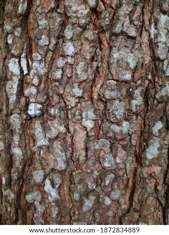Beautifully textured wooden skin of a nice old tree closeup