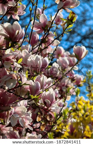 blooming magnolia against the blue sky