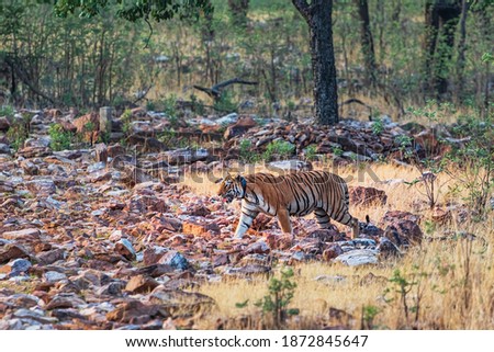 Panthera Tigris in her Natural Habitat in India