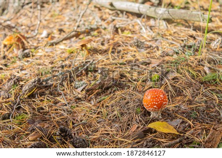 Forest inedible poisonou mushroom - fly agaric. Picture was taken in pine forest. Latin - Amanita