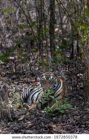 Panthera Tigris in its natural habitat in India