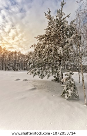  trees in the snow in winter in a meadow and along the river. High quality photo